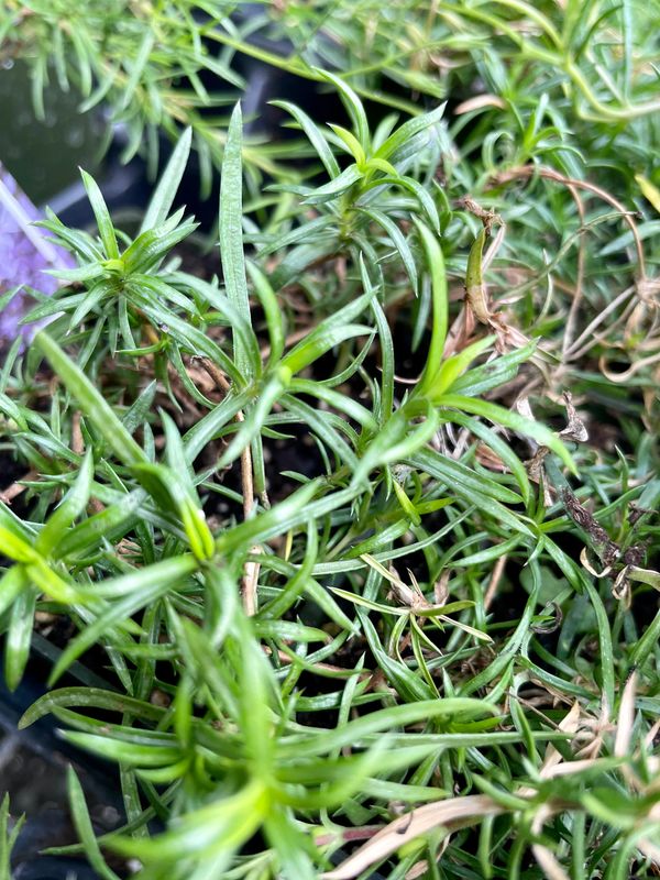 Emerald Blue Moss Phlox