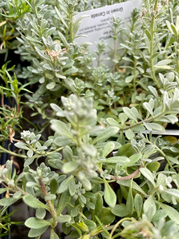 Mountain Alyssum Mountain Gold