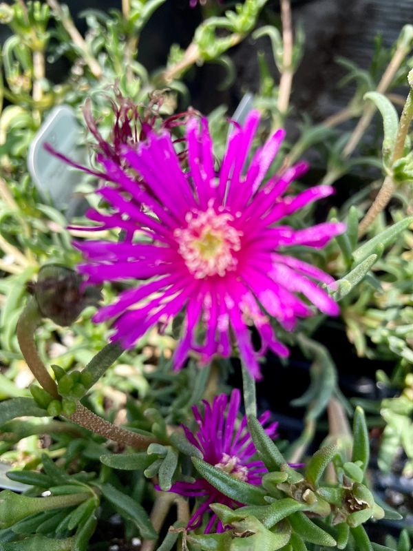 Ice Plant Ocean Sunset Violet