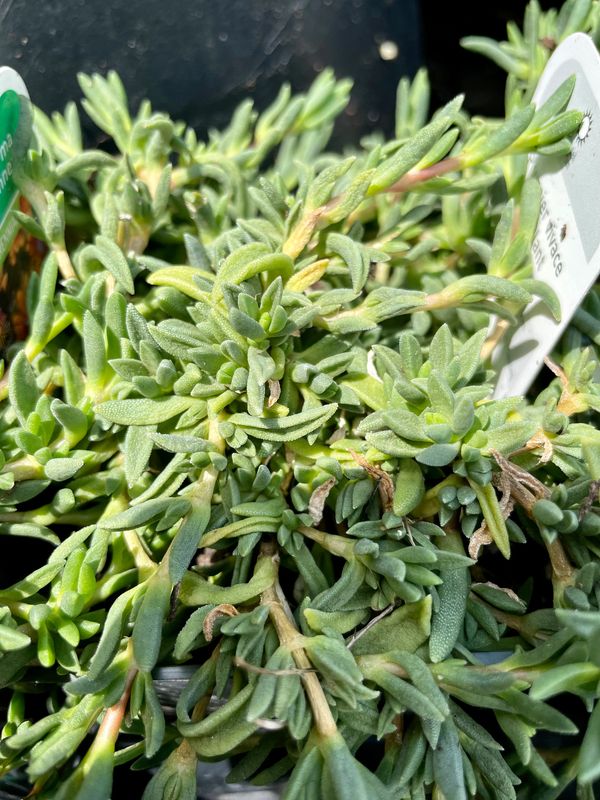 Delosperma Fire Spinner