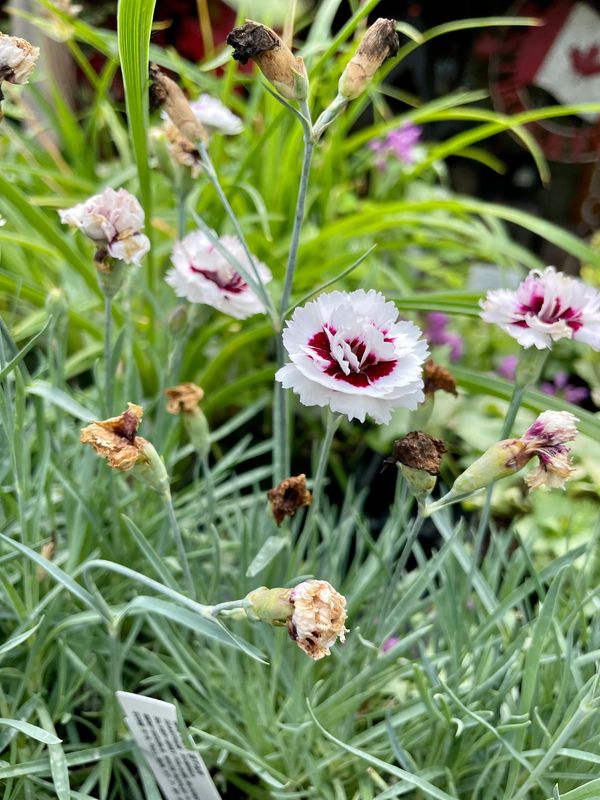Silver Star Dianthus