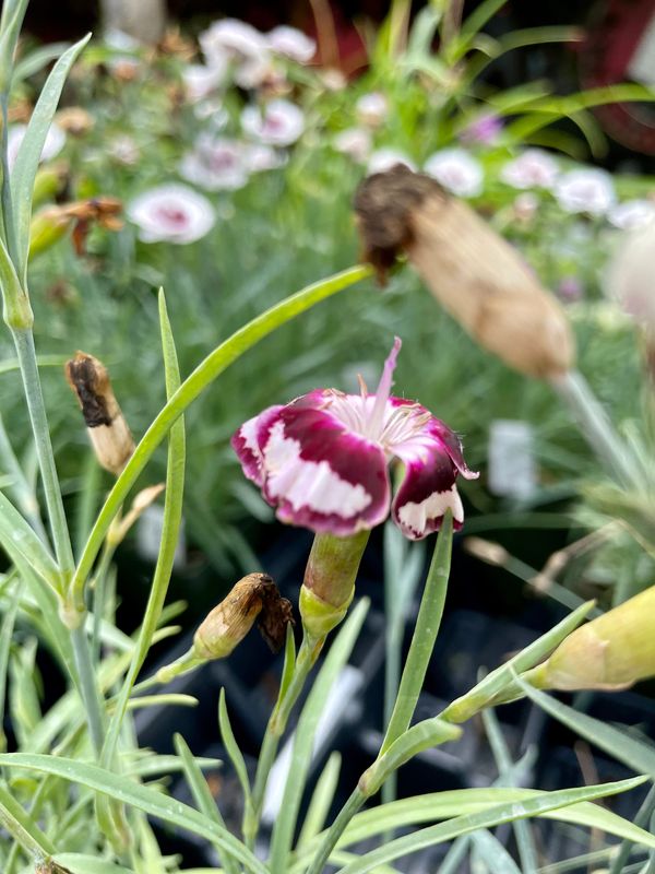 Garden Pinks Raspberry Swirl Dianthus