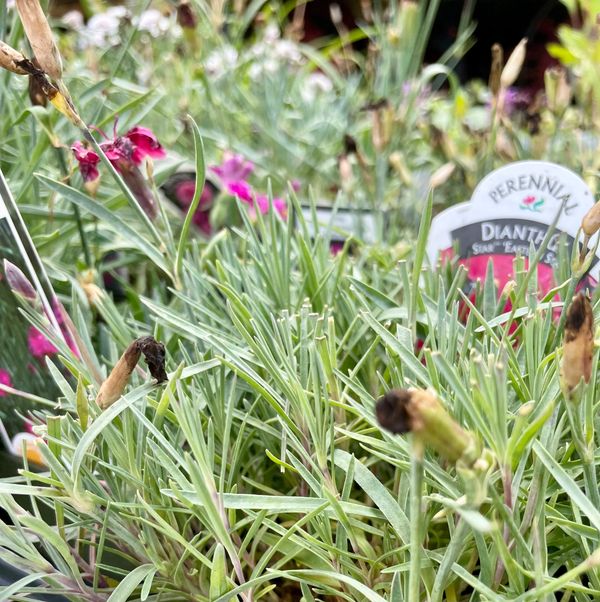 Star Eastern Star Dianthus