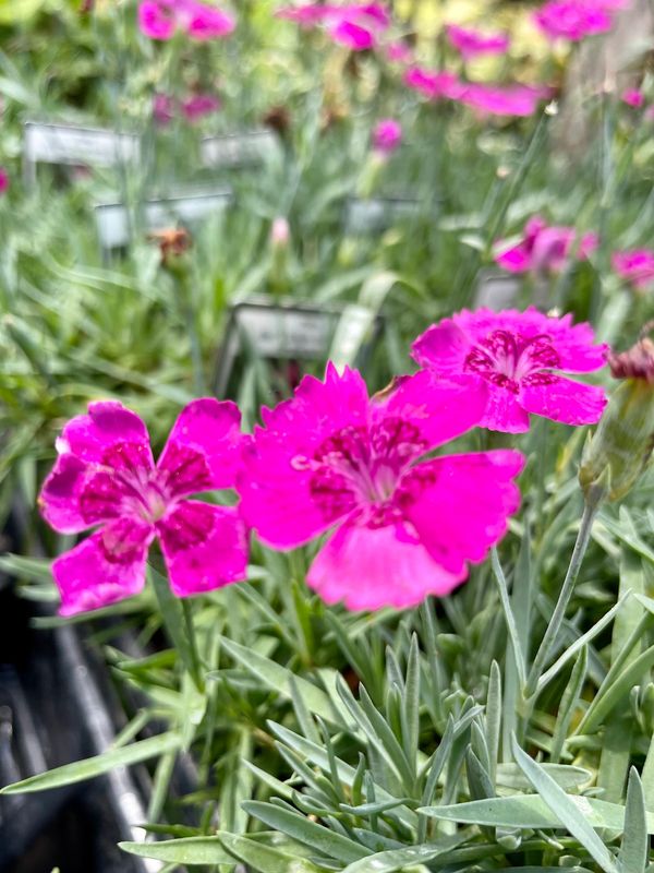 Pinks Star Single Neon Star Dianthus