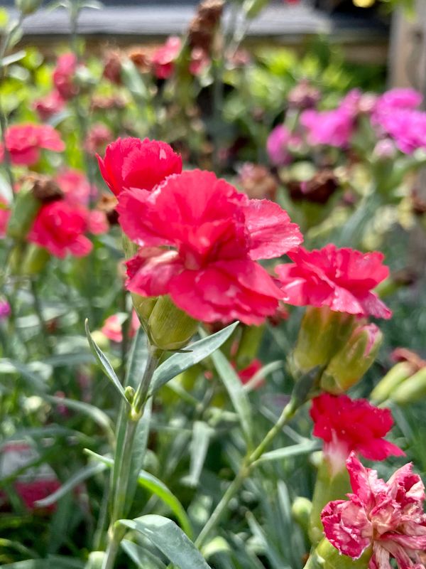 Pinks Rosebud Dianthus