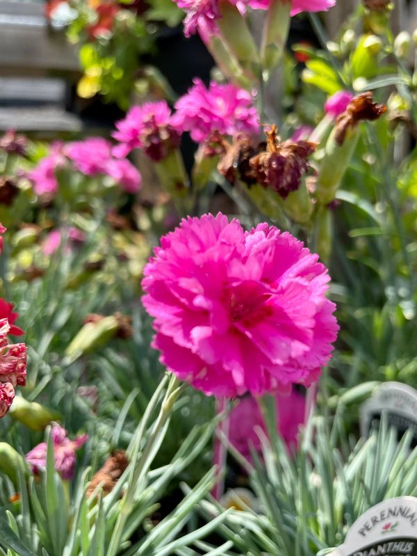 Scent First Tickled Pink Dianthus