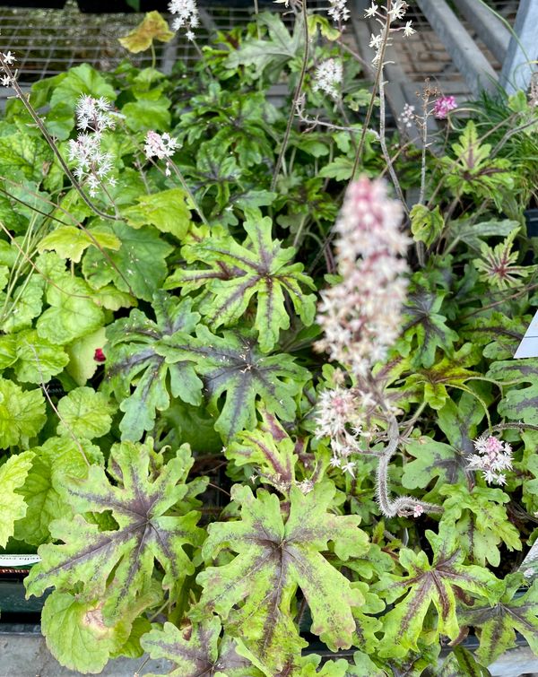 Candy Striper Tiarella Hybrid