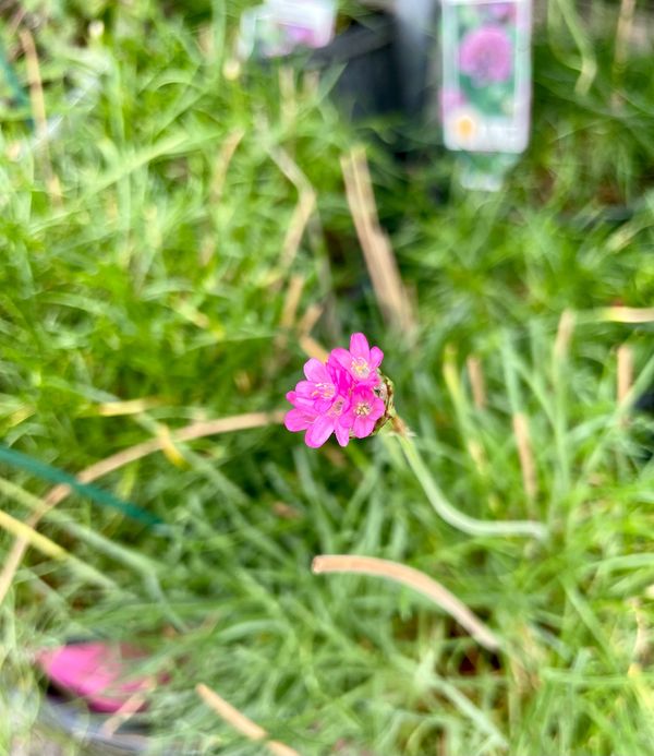 Splendens Sea Thrift