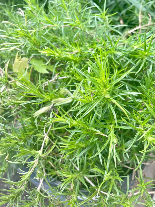 Spring Bling Pink Sparkles Phlox