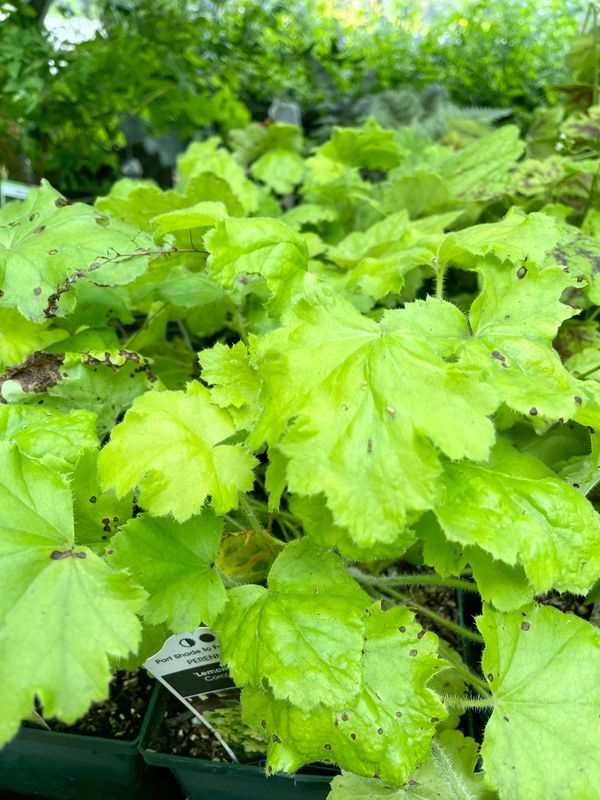 Lemon Love Coral Bells