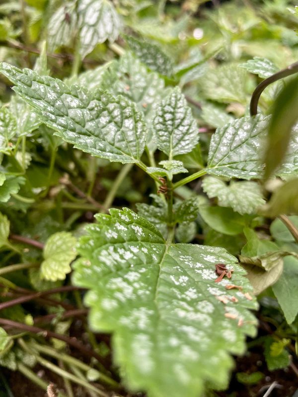 Herman's Pride Yellow Archangel