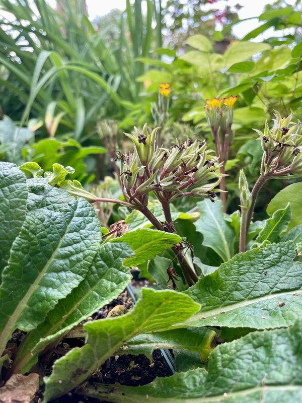 Nectarine Belarina Series Primrose