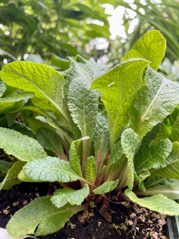 Mandarin Prima Belarina Series Primrose