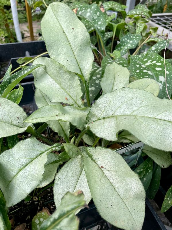 Pulmonaria 'Majeste' (Lungwort)