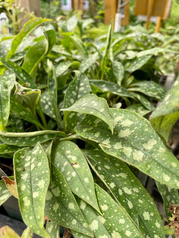 Pulmonaria (Lungwort)