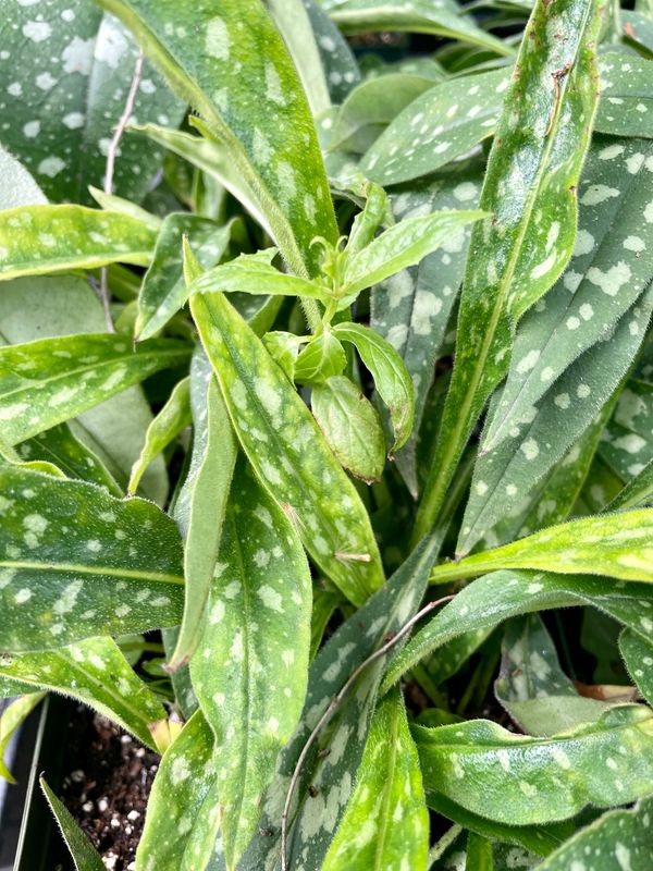 Pulmonaria Betram Andersen