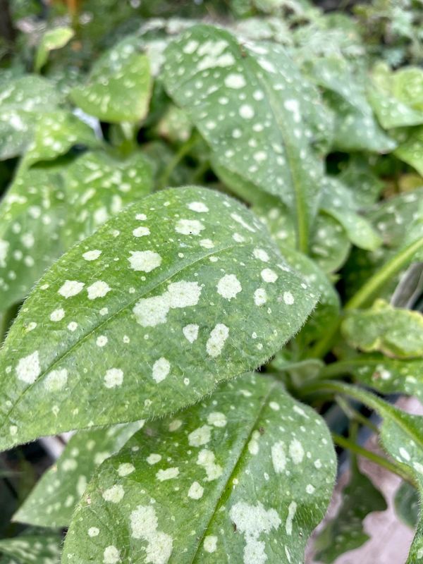 Pulmonaria (Lungwort)