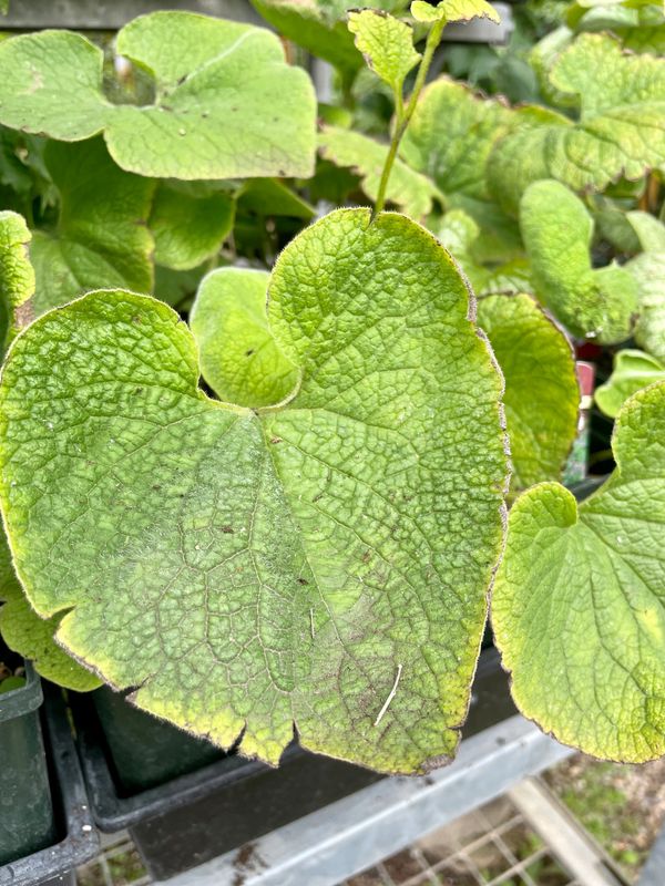 Siberian Bugloss Brunnera Macrophylla