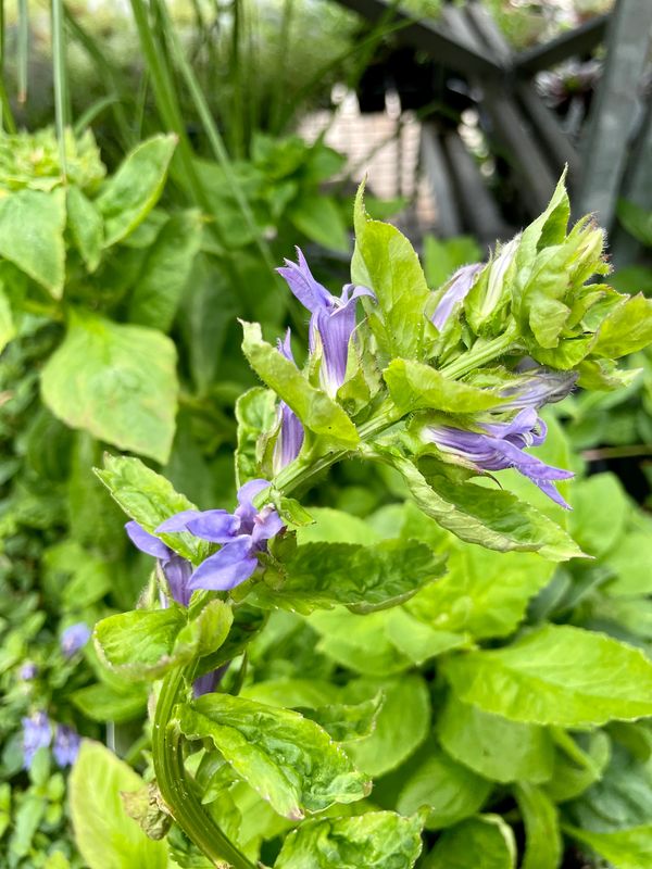 Blue Cardinal Flower (Lobelia Siphilitica)