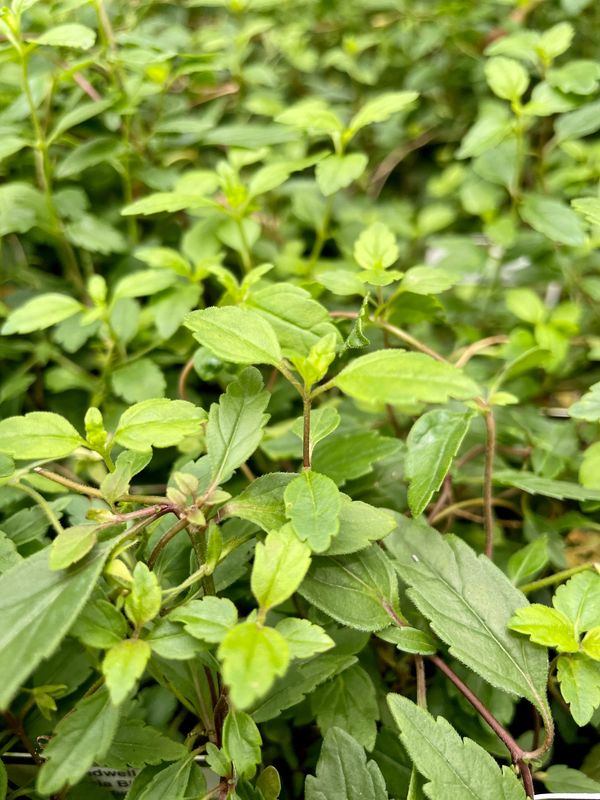 Speedwell Georgia Blue