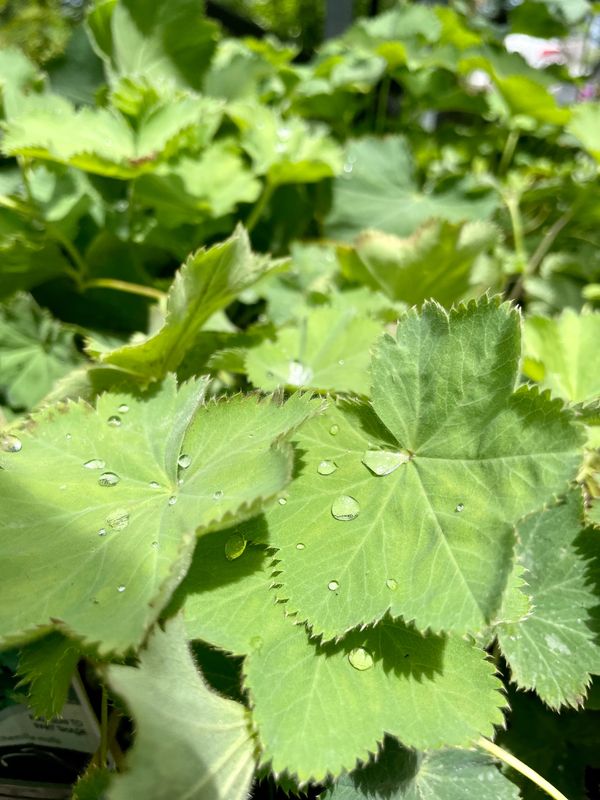 Lady's Mantle