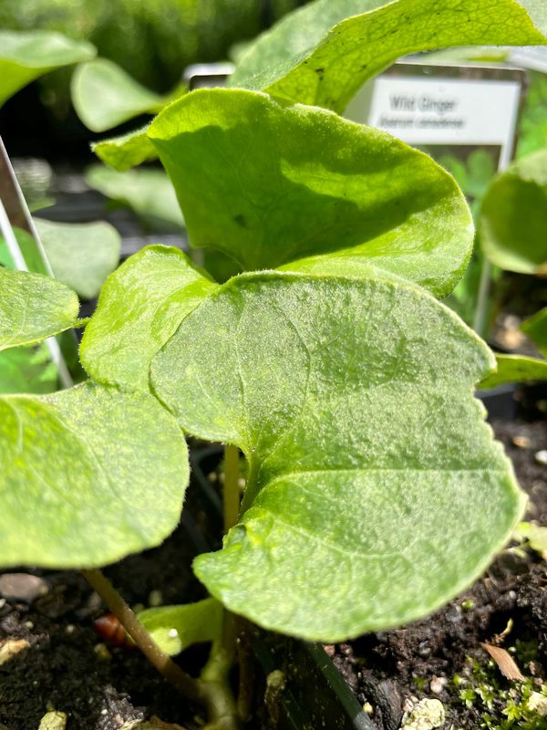 Wild Ginger (Asarum Canadense)