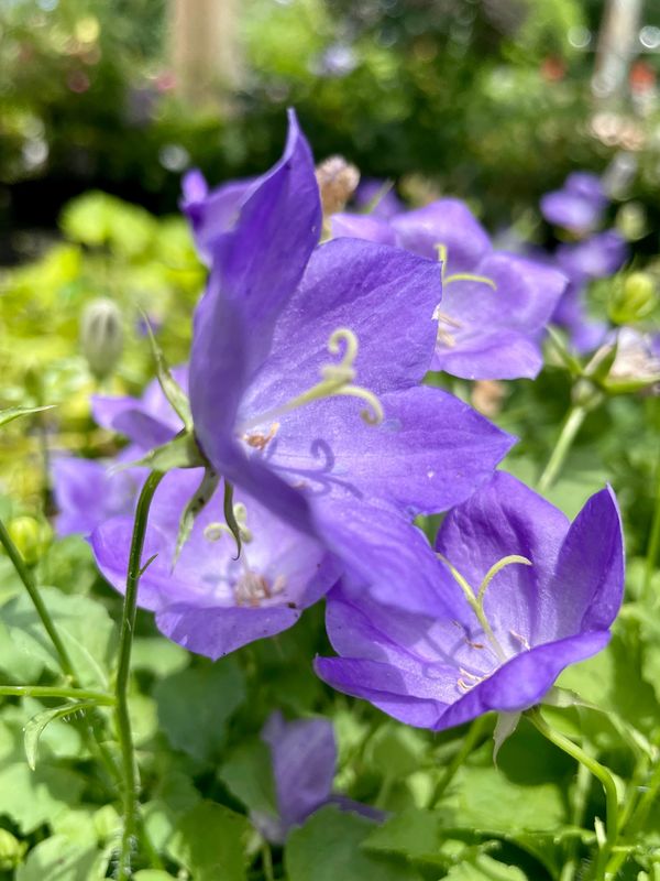 Carpathian Bellflower Rapido Blue