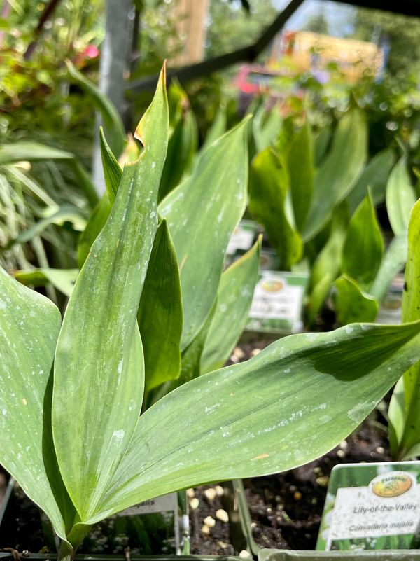 Lily-of-the-Valley (Convallaria Majalis)