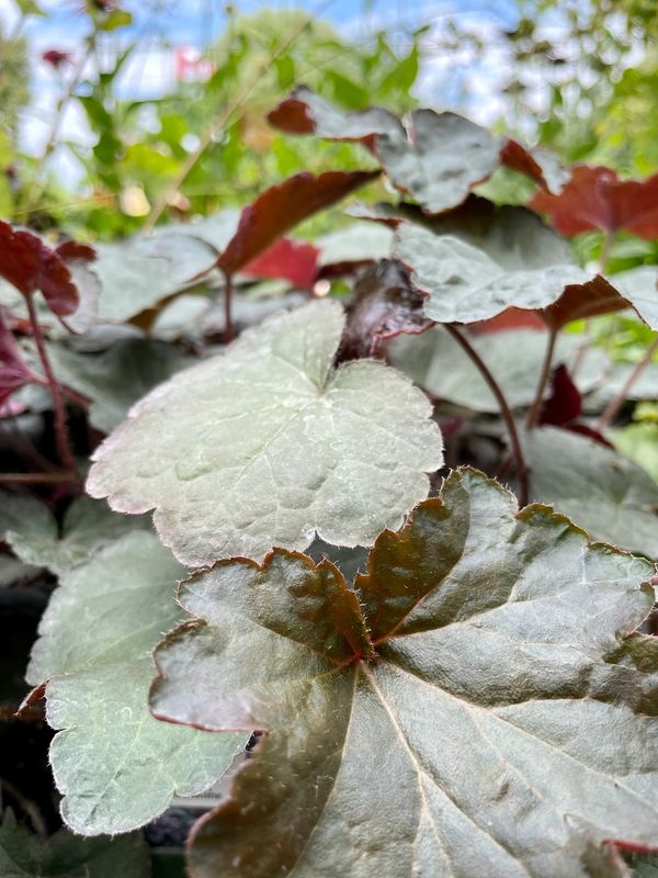 Coral Bells 'Palace Purple' (Heuchera Micrantha)