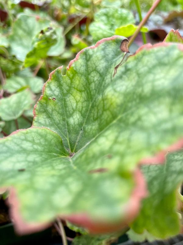 Coral Bells Dale's Strain (Heuchera americana)