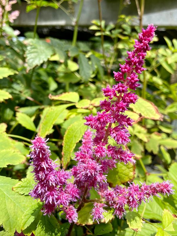 Chinese Astilbe Vision in Red