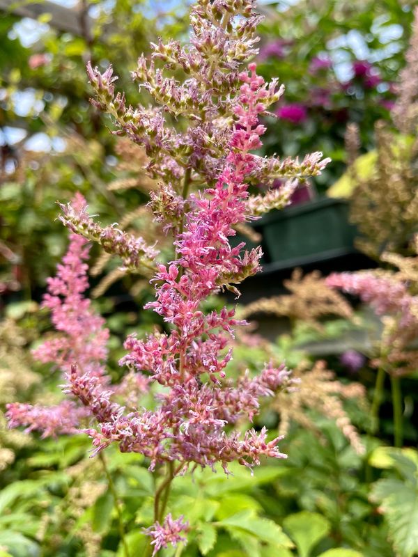 Astilbe x Arendsii 'Amethyst'