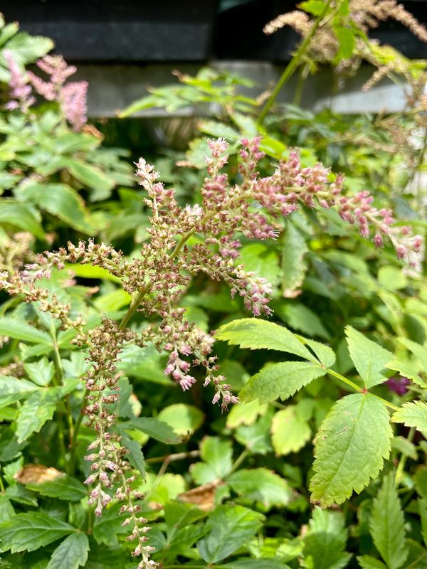 Garden Astilbe Bressingham Beauty