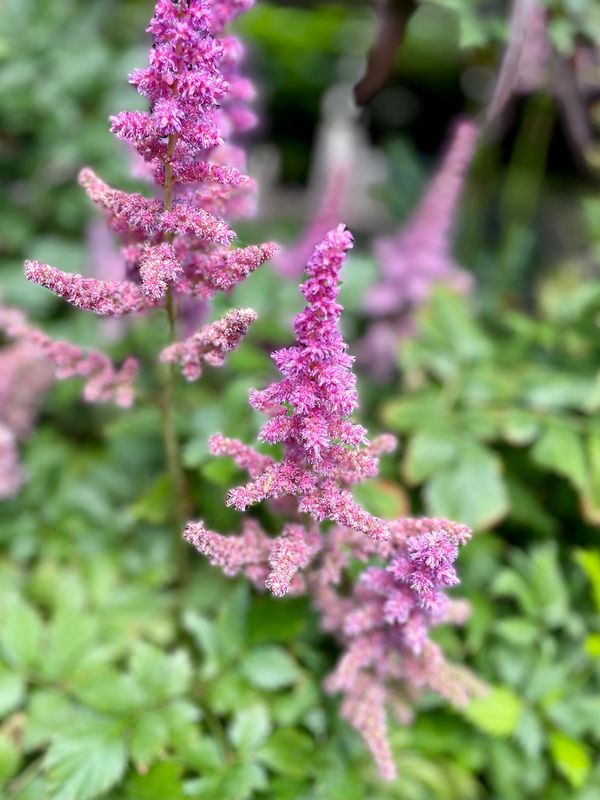 Astilbe Chinensis 'Visions'