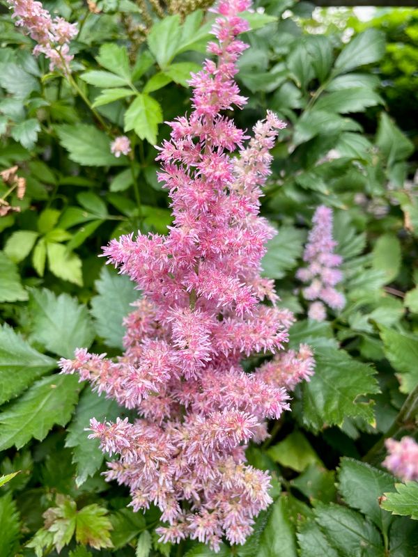 Astilbe Japonica 'Europa'
