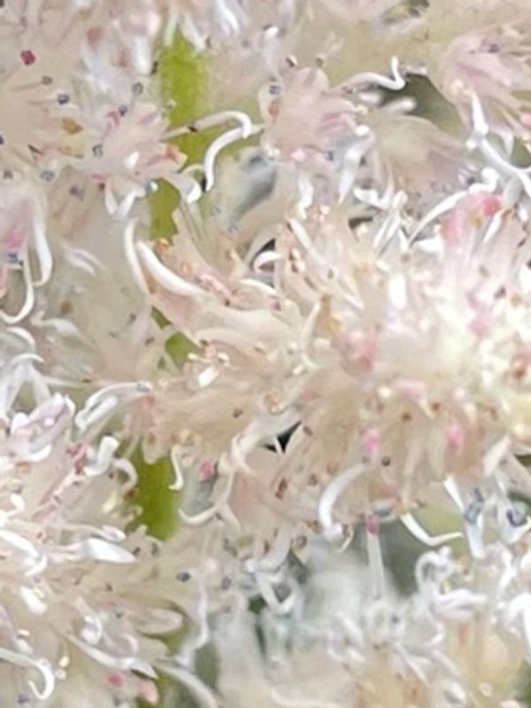 Chinese Astilbe Visions Inferno