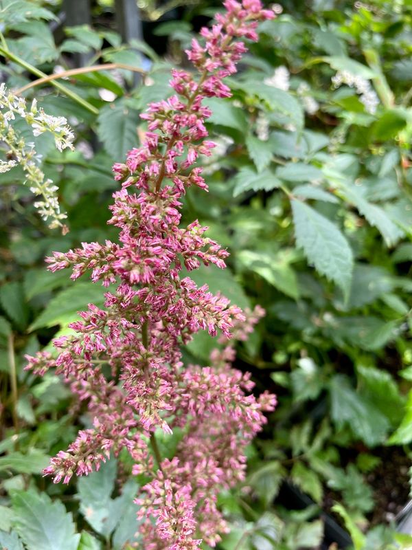 Astilbe x Arendsii 'Fanal'