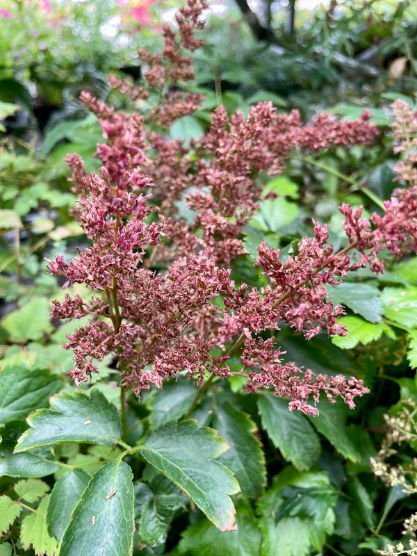 Astilbe 'Younique Ruby Red'