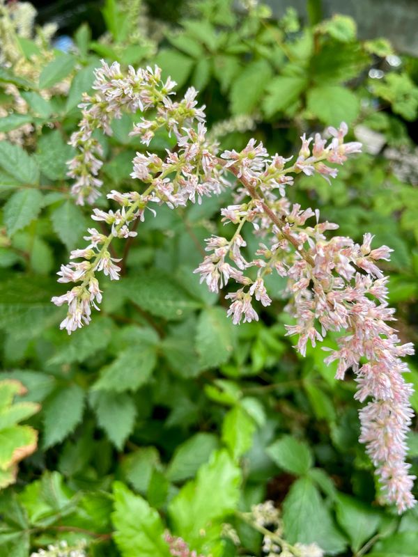 Astilbe Thunbergii 'Ostrich Plume'