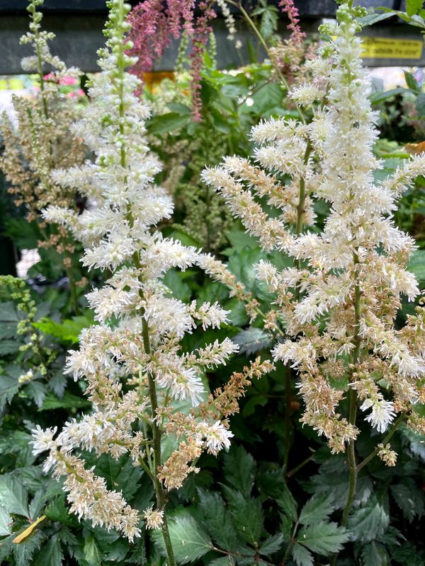 Chinese Astilbe Vision in White