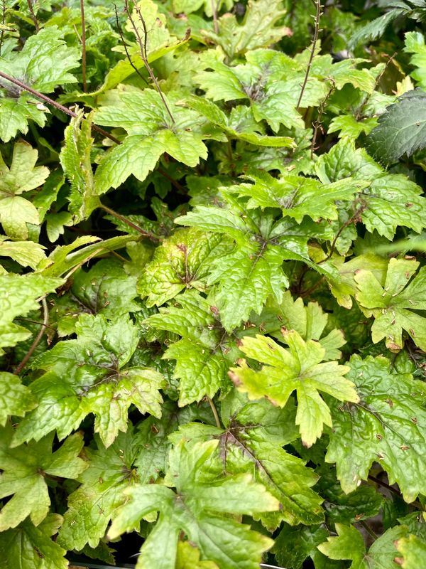 Tiarella Hybrid 'Pink Skyrocket'
