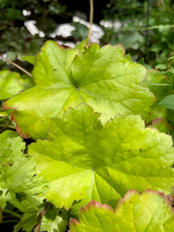 Heuchera 'Marmalade'