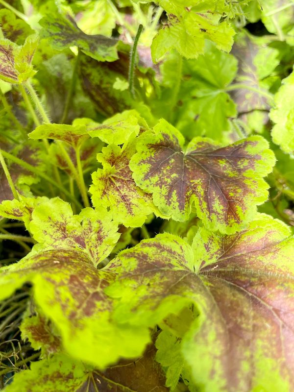 Heucherella 'Solar Power'