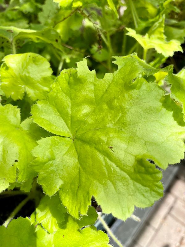 Coral Bells 'Lemon Love'
