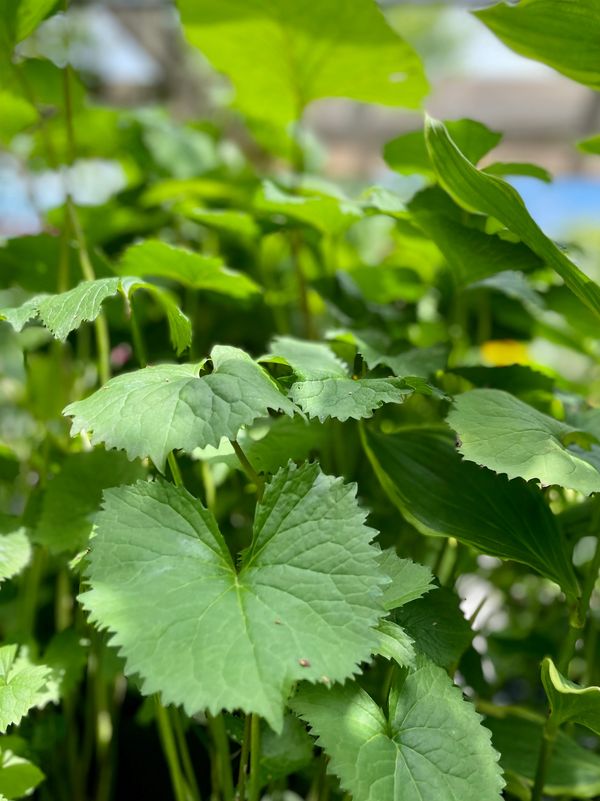 Golden Ray The Rocket (Ligularia Stenocephala)