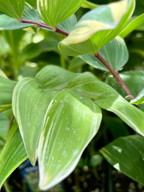 Variegated Solomon's Seal 'Variegatum''