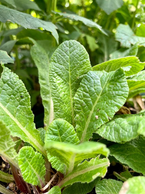 Nectarine Belarina Series Primrose