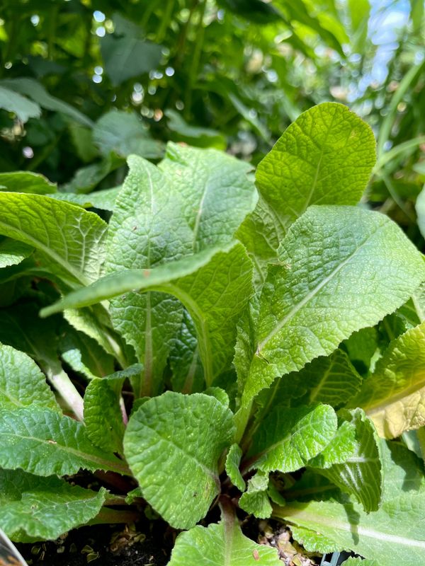 Mandarin Prima Belarina Series Primrose