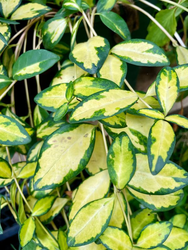 Periwinkle Illumination (Vinca Minor)