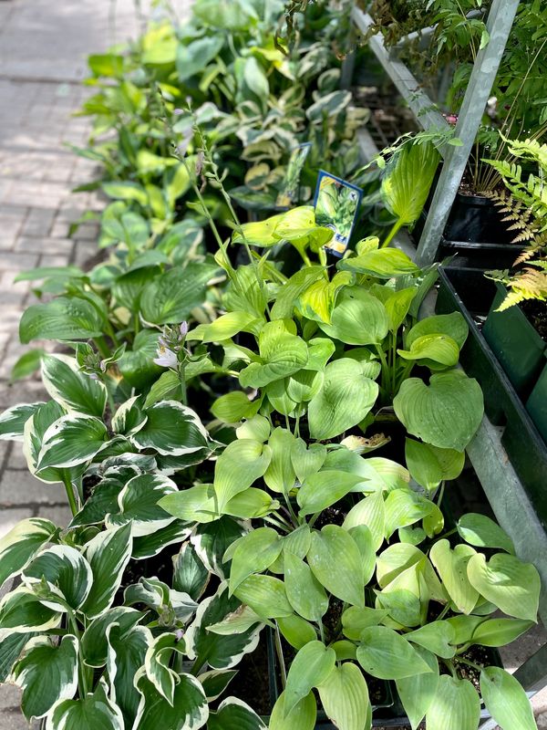 Most Hosta